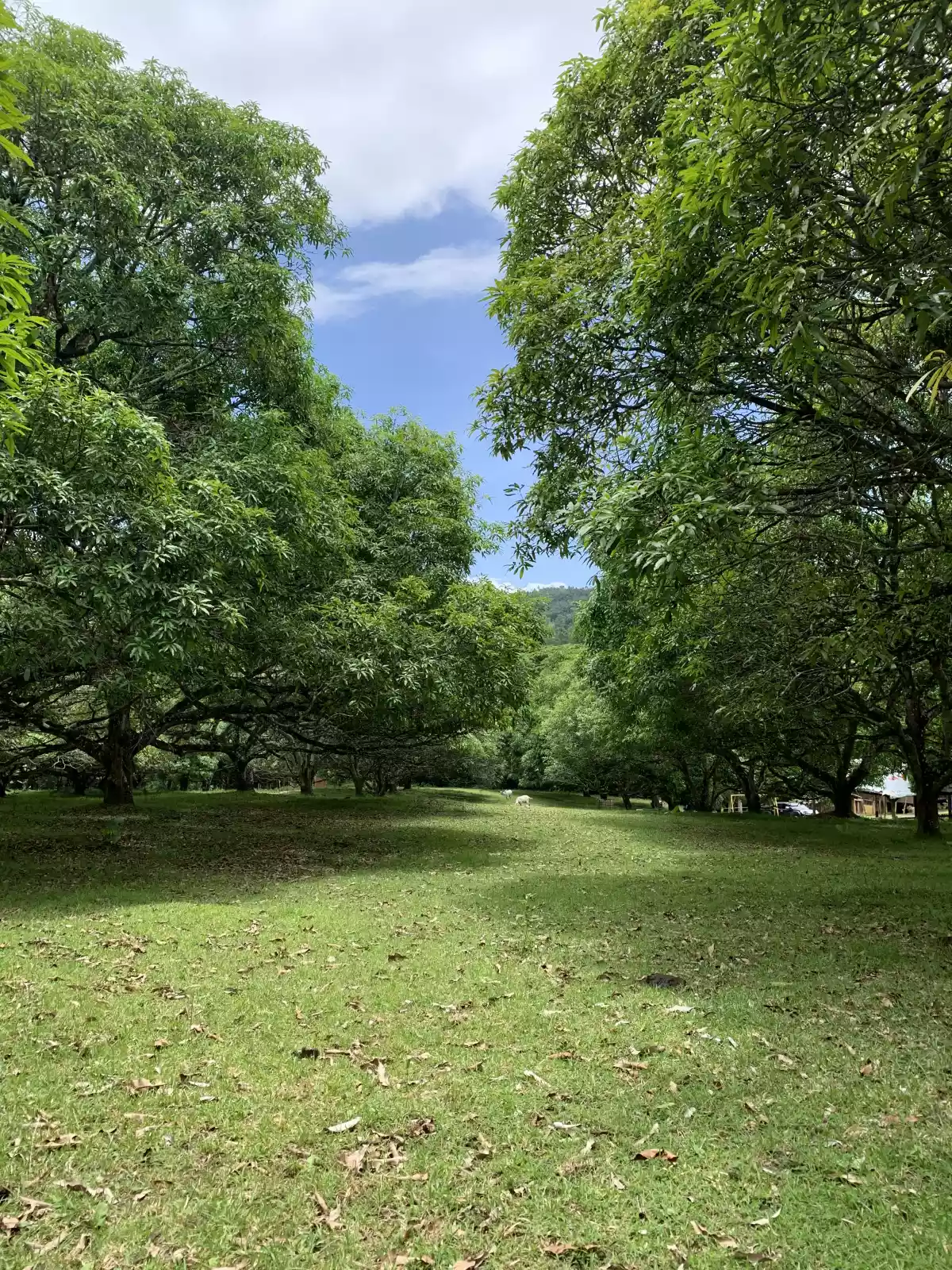 Farm lot in Napo, Carcar for sale  - photo 2