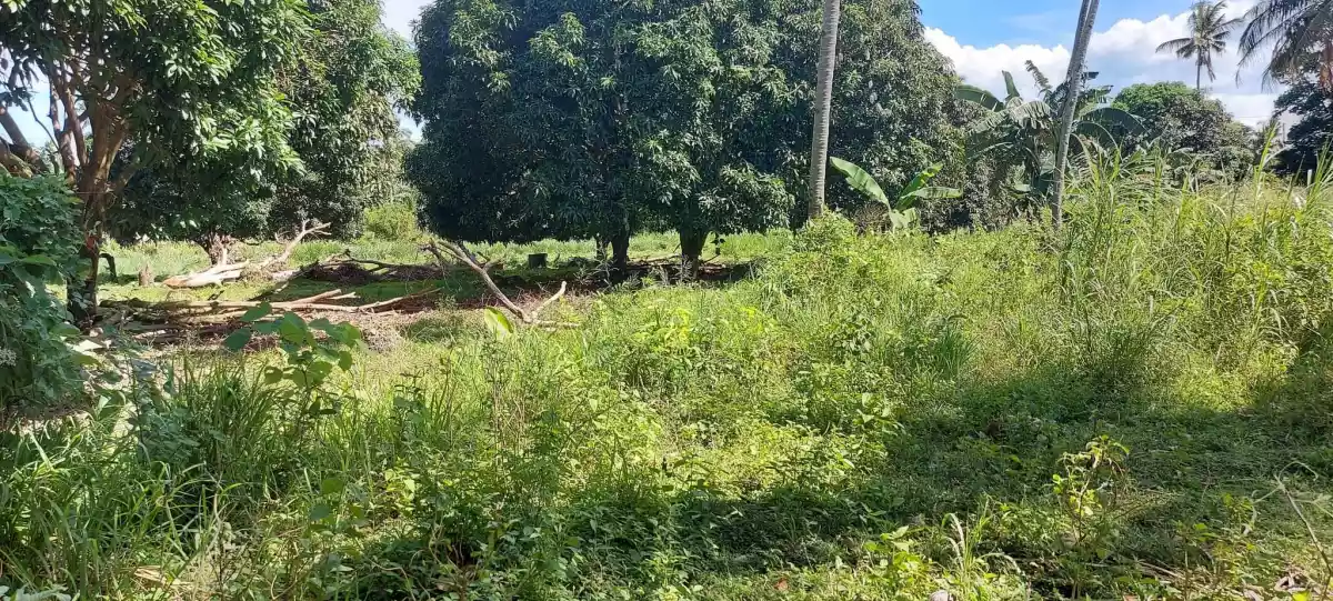 Lot for Sale in San Miguel Bacong — Agricultural Lot in Negros Oriental, Philippines — Photo 5