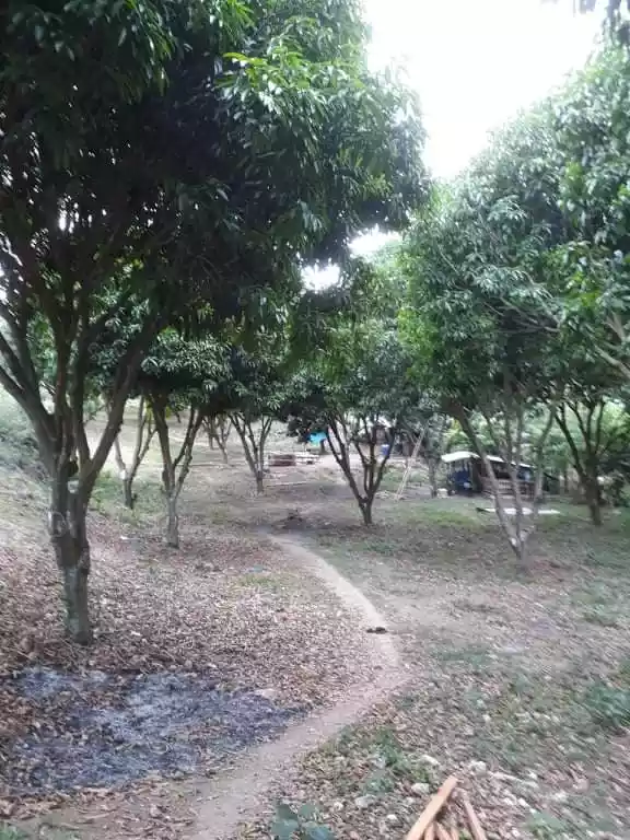 Agricultural Land for Sale! - photo 2