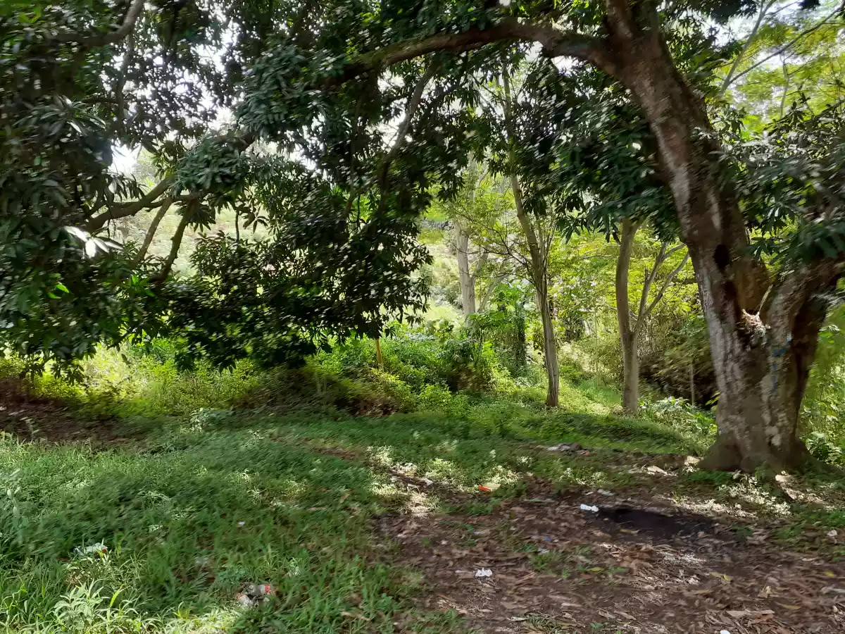 Lot for sale @ Upper Agusan CDO 800sqm — Agricultural Lot in Cagayan de Oro, Misamis Oriental, Philippines — Photo 2