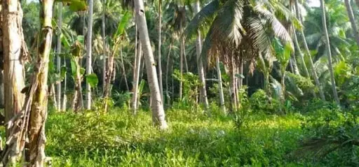 Very rush sale lot only — Agricultural Lot in Cebu, Philippines — Photo 4