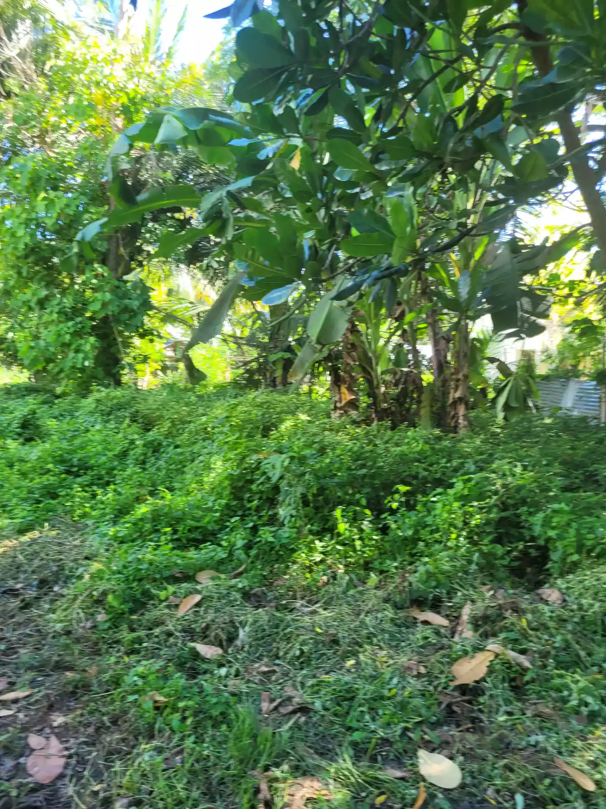 Katangawan Lot — Residential Lot in General Santos City, South Cotabato, Philippines — Photo 4