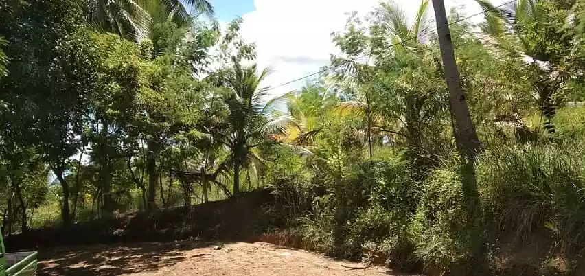 Agricultural Lot/Farm Lot for Sale in Barili Cebu - photo 3