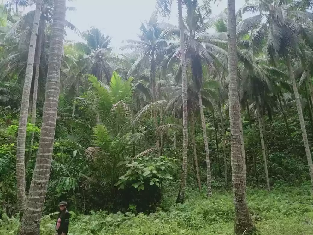 Lot For Sale in Consuelo, General Luna, Siargao Islands - photo 3
