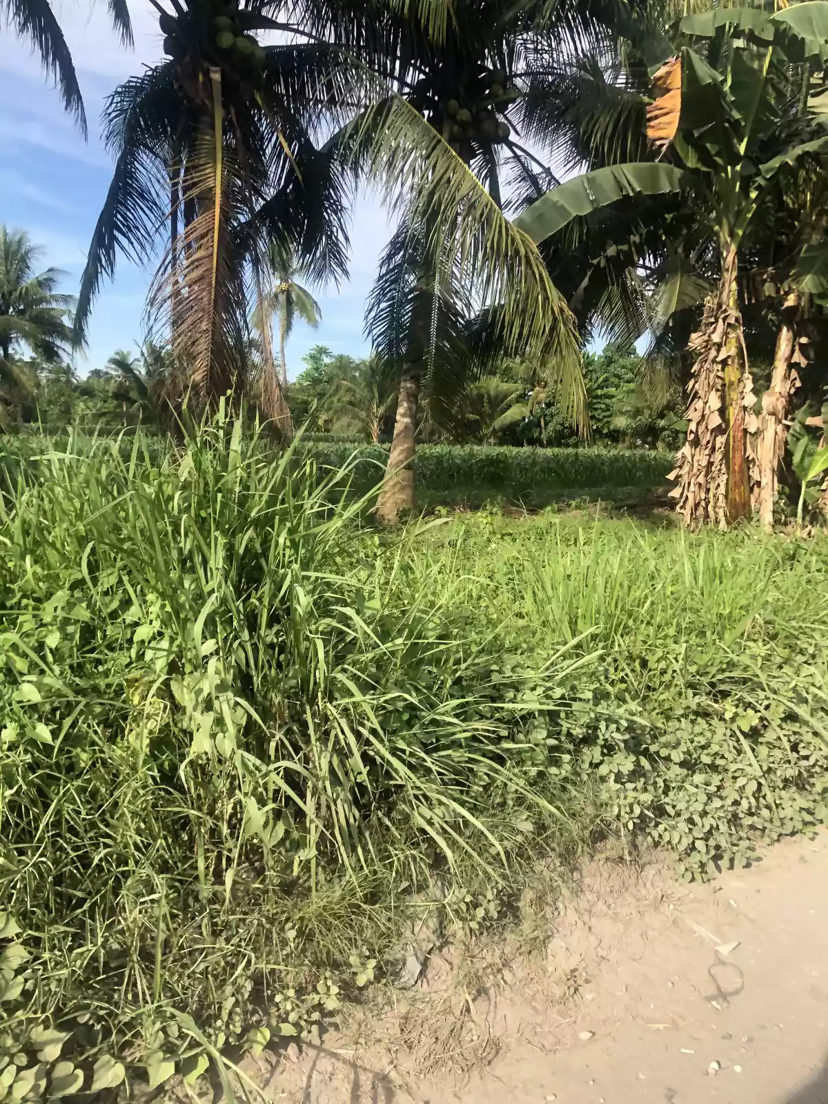 Katangawan Area 1.6 Hectare — Agricultural Lot in General Santos City, South Cotabato, Philippines — Photo 4