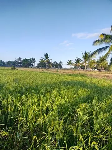 5.5 HECTARS FARMLAND ( RICEFIELD). ALONG HIGHWAY. SUGBAY UNO, DIMATALING, ZDS - photo 7