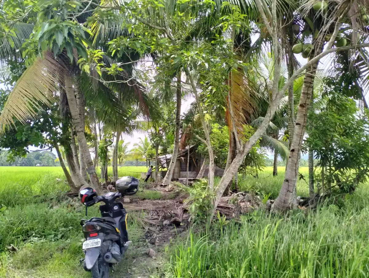 Rush Sale! Irrigated rice farm located in San Jose, Marbel  - photo 5