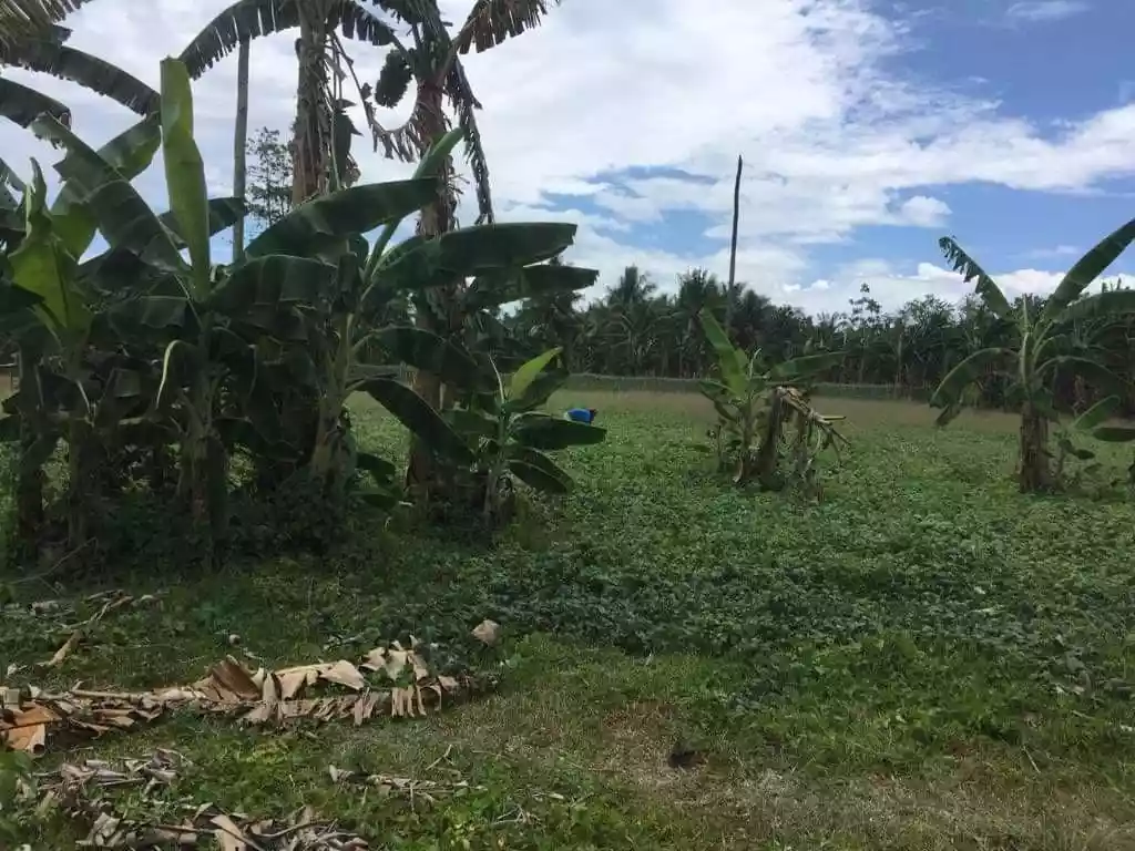 _LOT FOR SALE!  Carmen, Toledo City, Cebu...5.1 Hectares along brgy. Road  - photo 6