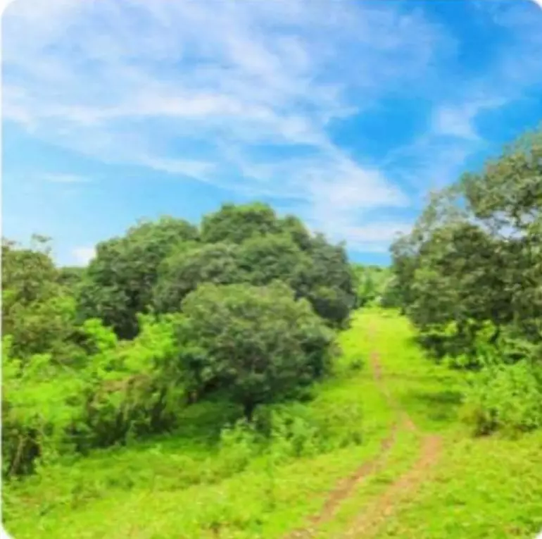 Lot For Sale in Alicia, Bohol — Agricultural Lot in Bohol, Philippines — Photo 3