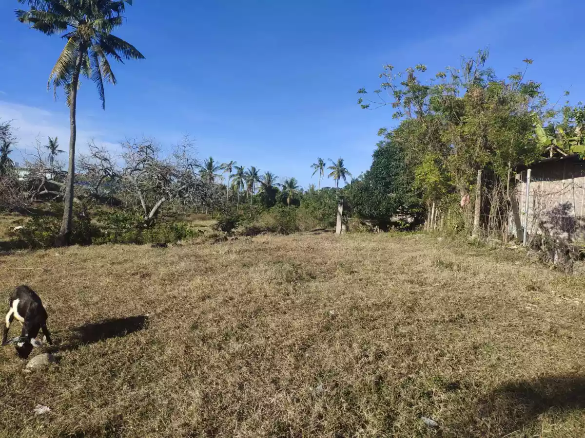 Lot for Sale in Maslog, Danao City — Agricultural Lot in Danao City, Cebu, Philippines — Photo 4