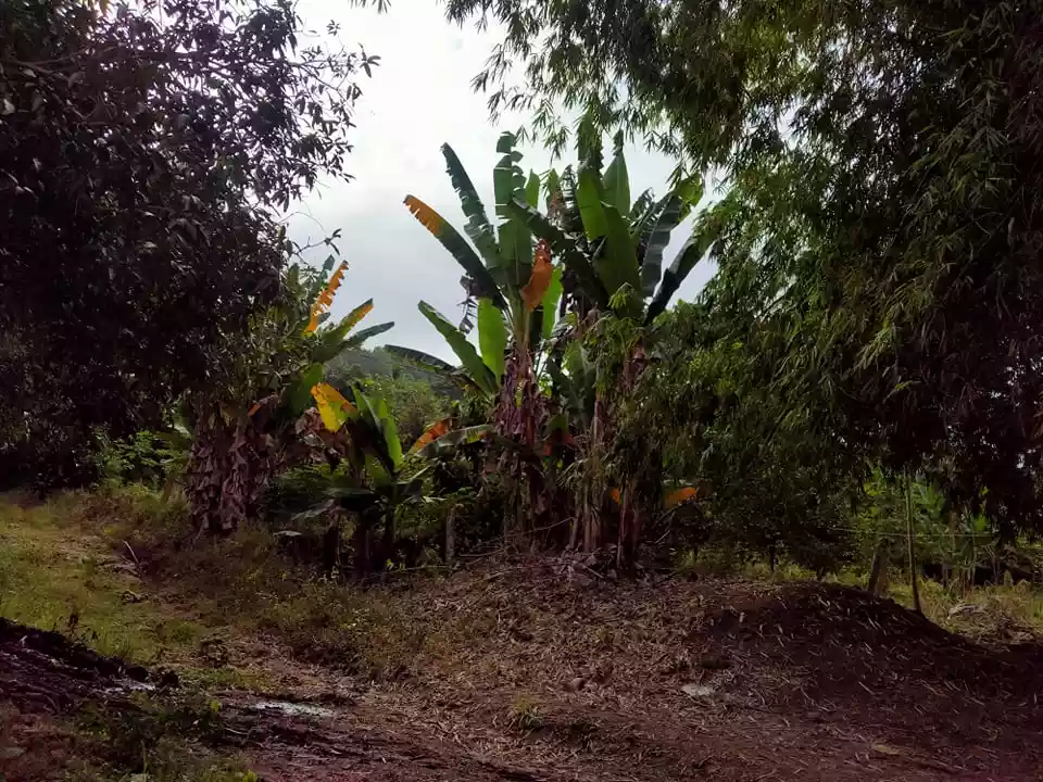 Rush Sale Farm Land in Samal - photo 4