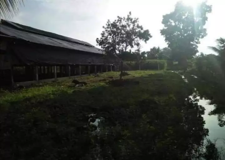Poultry Farm For Sale in Manolo Fortich Bukidnon - photo 3