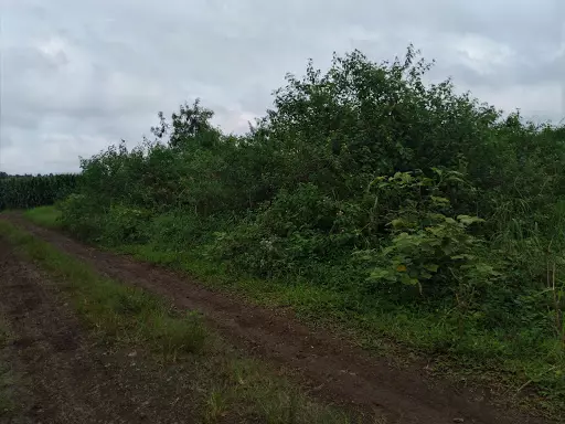Lot For sale at Borja Road, Damilag,Manolo Fortich,Bukidnon — Agricultural Lot in Manolo Fortich, Bukidnon, Philippines — Photo 2