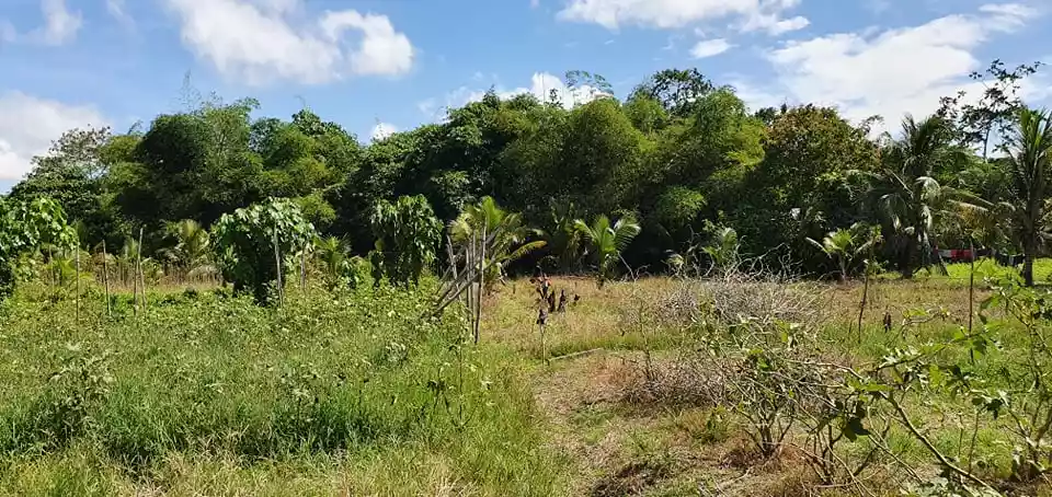 3,5 hectares lot in Pagsabangan, Tagum for sale — Agricultural Lot in Tagum, Davao del Norte, Philippines — Photo 7