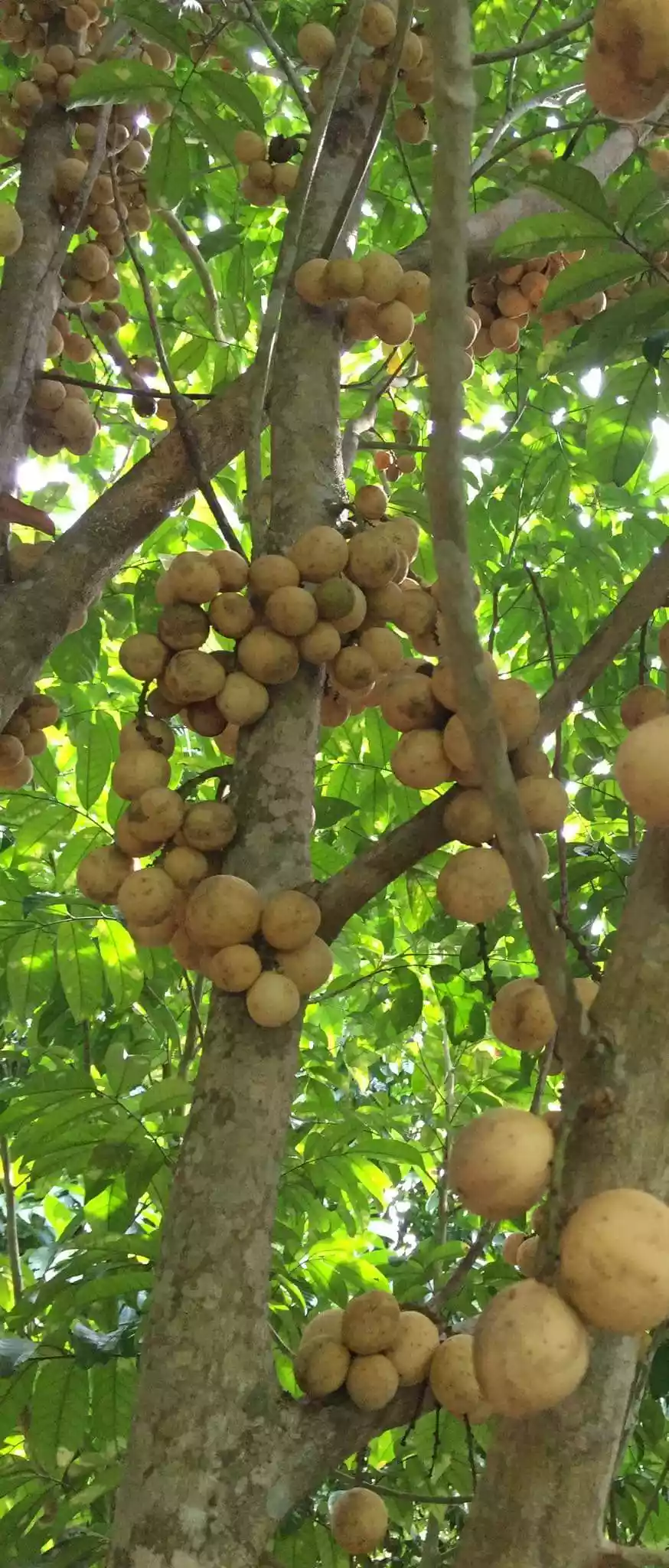 Open photo 14 of 16 — Fruit Farm with Vacation House in Camiguin
