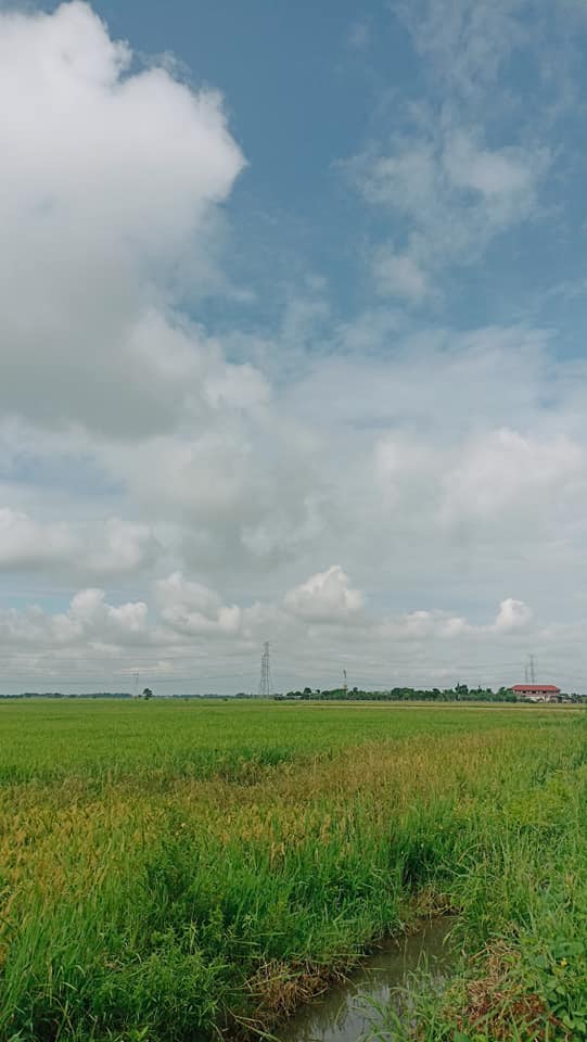 Rush Farm Lot For Sale near SunFlower Maze, Tayug Pangasinan - photo 3