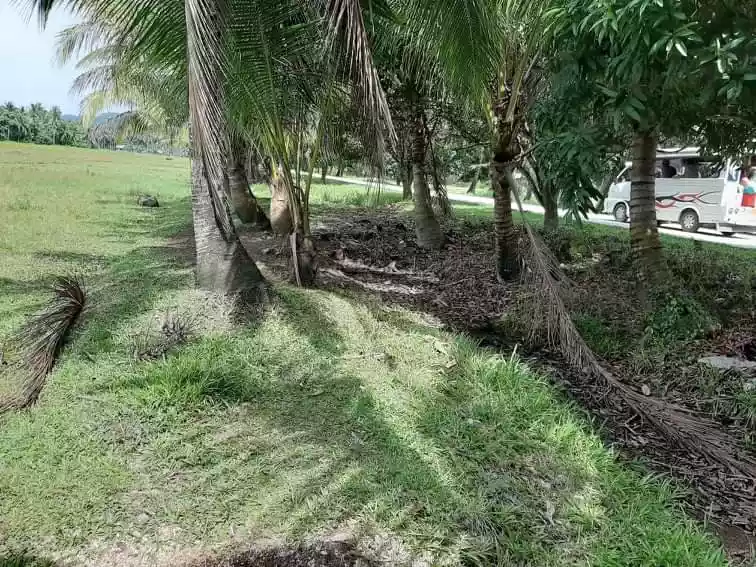 FARM LOT FOR SALE IN TAWINTAWIN, GENERAL LUNA, SIARGAO ISLANDS - photo 3
