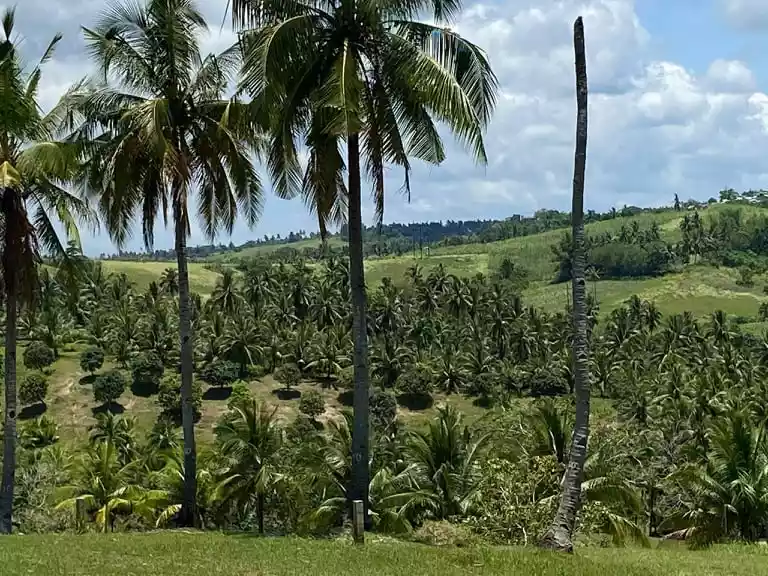 FARM LOT FOR SALE with 100 Mango Trees: