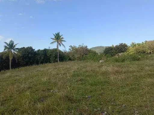 LOT for sale in Oslob — Residential Lot in Natalio Bacalso Avenue, Oslob, Cebu — Photo 4
