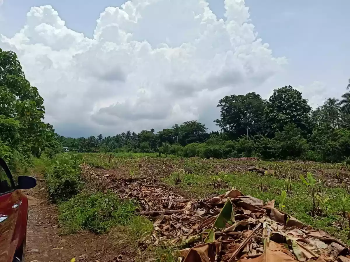 FOR SALE: Agricultural Lot ( flat terrain ) in Calinan, Davao City — Agricultural Lot in Calinan District, Davao City, Davao del Sur — Photo 7