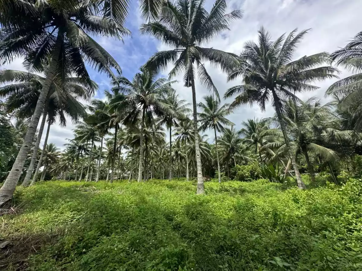 3 Hectares Farm in Polomolok with full of Coconut Trees  - photo 6