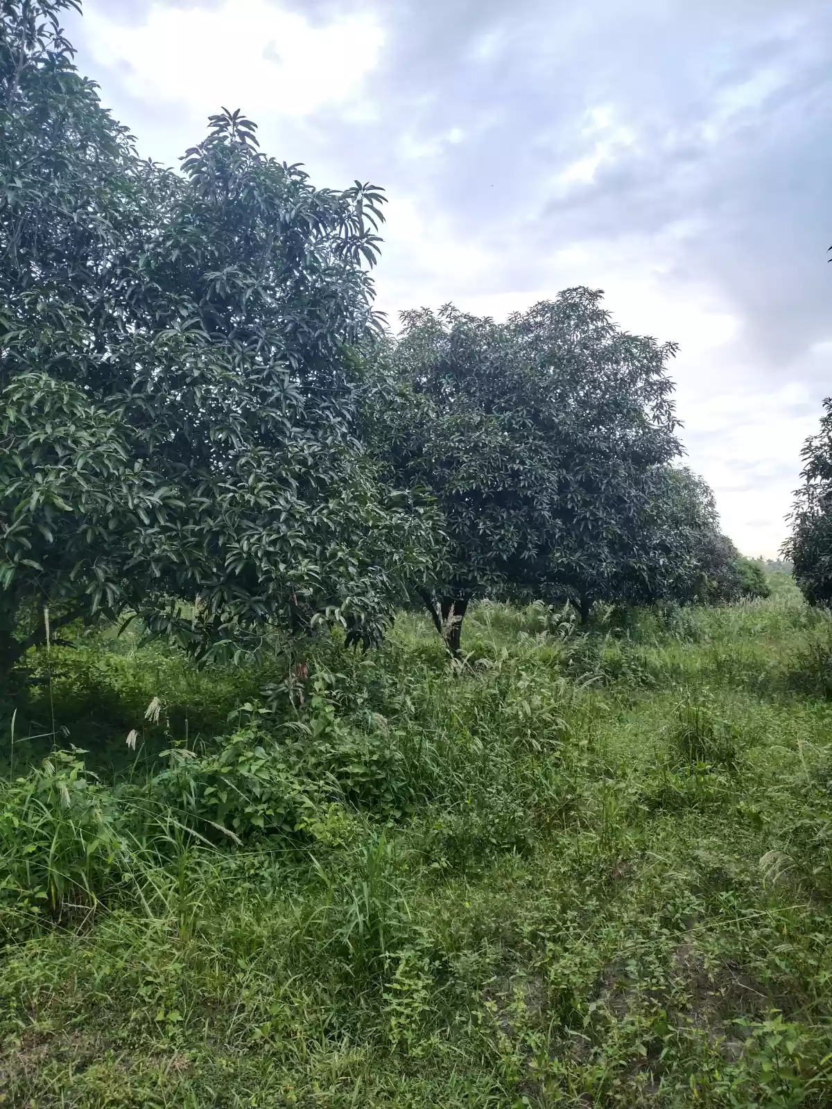 MANGO FARM Gensan area  - photo 4