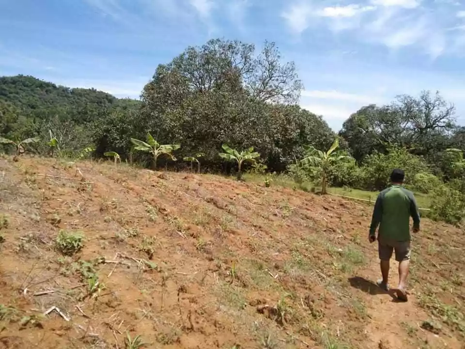 FOR SALE :  24, 728 SQM FARM LOT IN PINAMUNGAJAN - photo 3