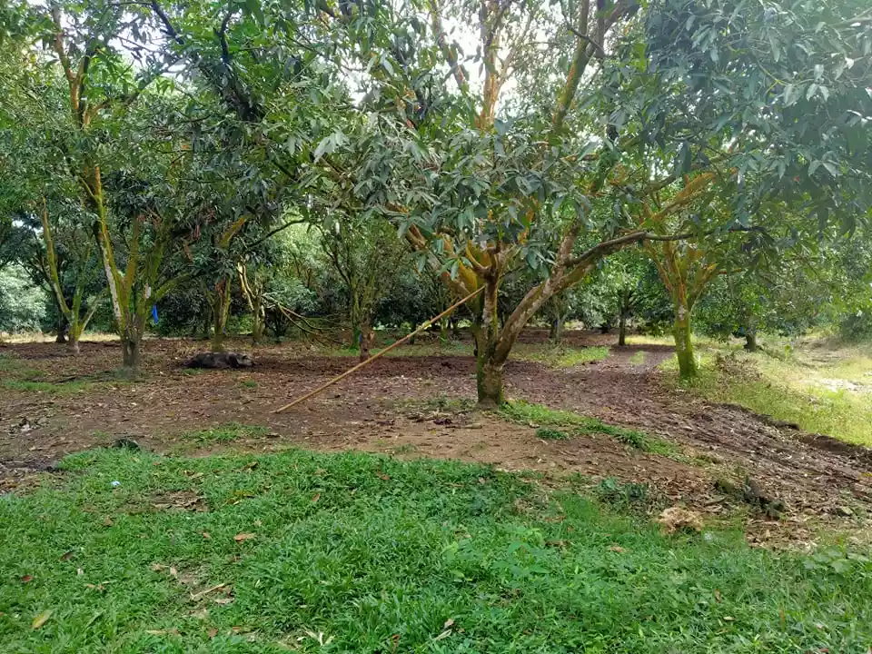 Rush Sale Farm Land in Samal - photo 2