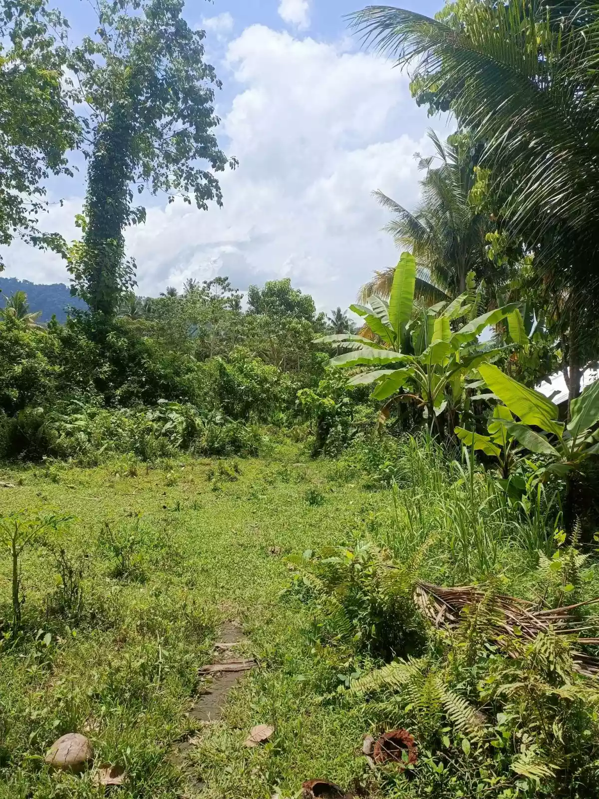 AGRICULTURAL LOT FOR SALE - photo 5