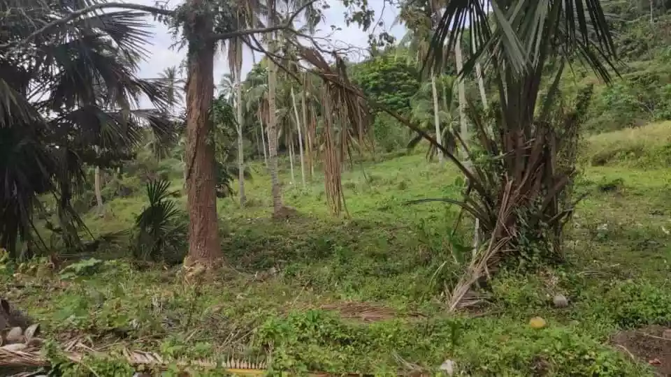 Agricultural land for sale — Agricultural Lot in Poro, Cebu, Philippines — Photo 3