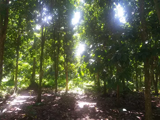 Farm/Residential Lot For Sale — Agricultural Lot in Maguindanaoan Ln, Tugbok, Davao City — Photo 7