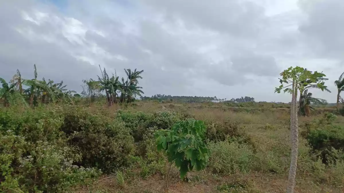 Pulupandan Lot for sale along the road — Commercial Lot in Negros South Road, Pulupandan, Negros Occidental — Photo 6
