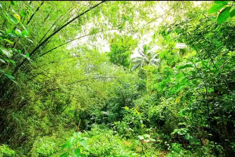 LOT FOR SALE IN JAGNA, BOHOL — Agricultural Lot in Bohol, Philippines — Photo 6