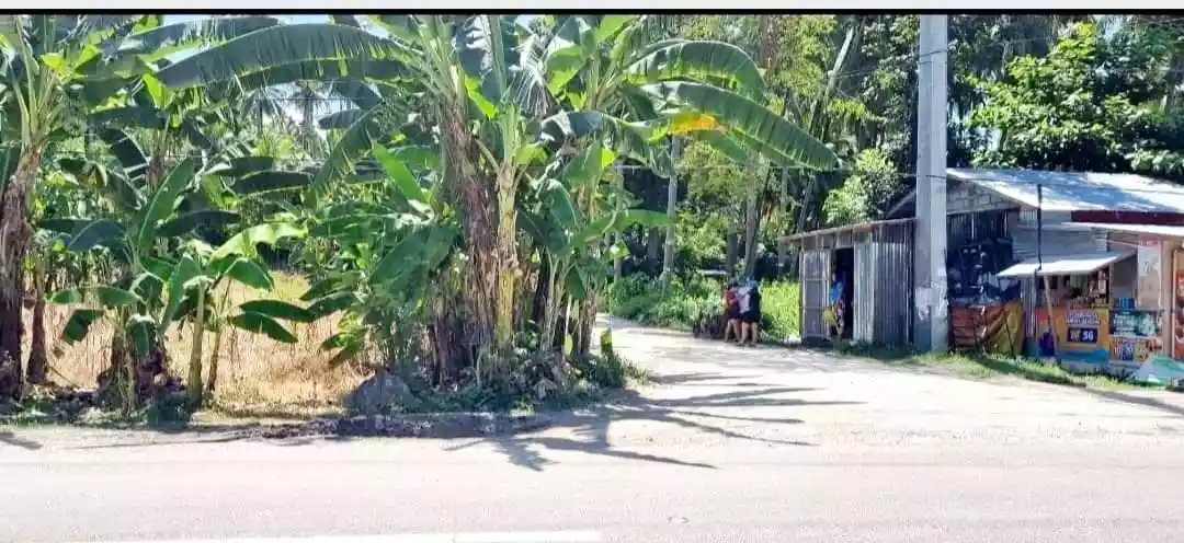 Lot for sale in Ginatilan, Cebu — Agricultural Lot in Ginatilan, Cebu, Philippines — Photo 3