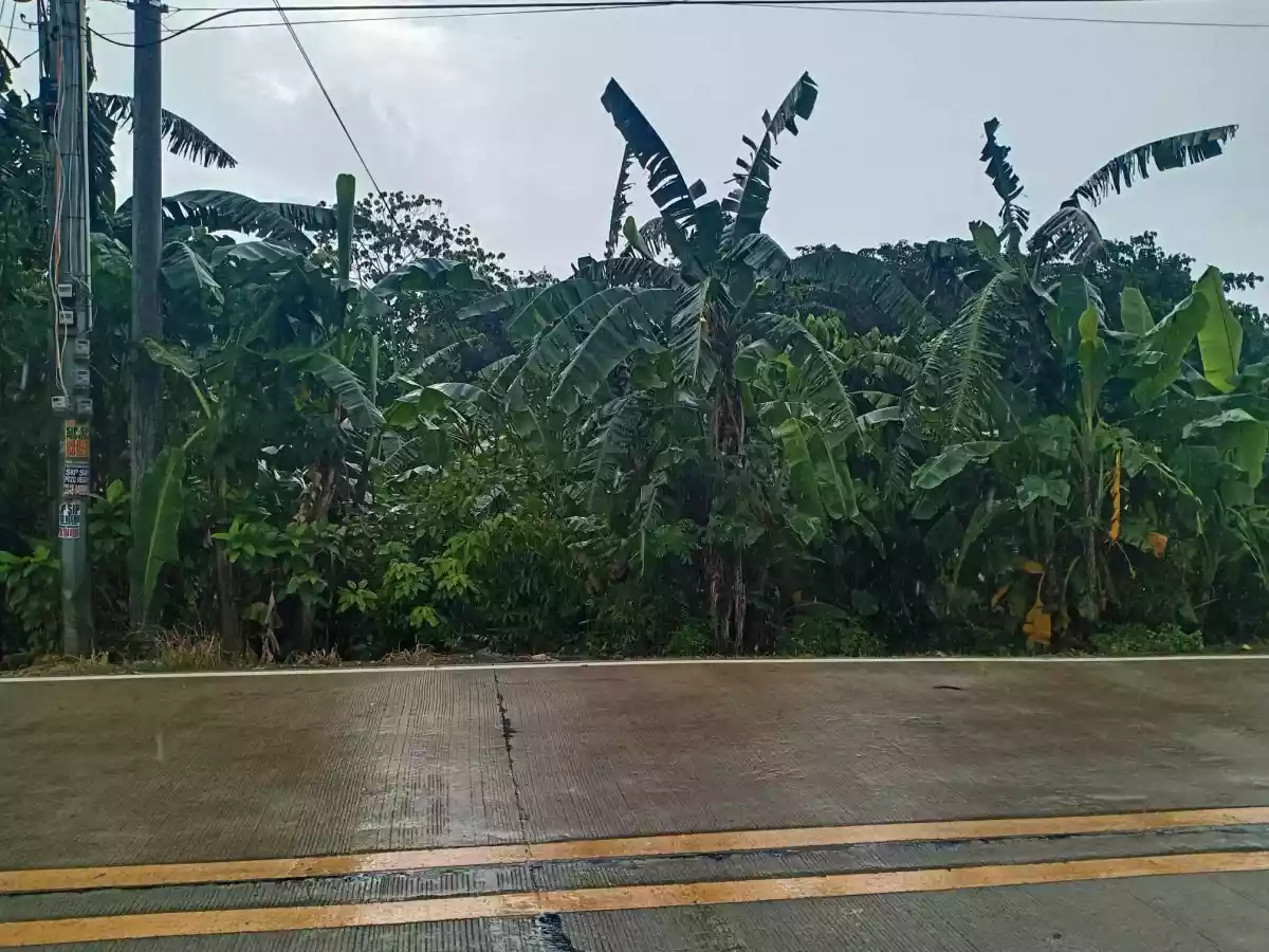 Residential lot — Residential Lot in Minalabac, Camarines Sur, Philippines — Photo 5