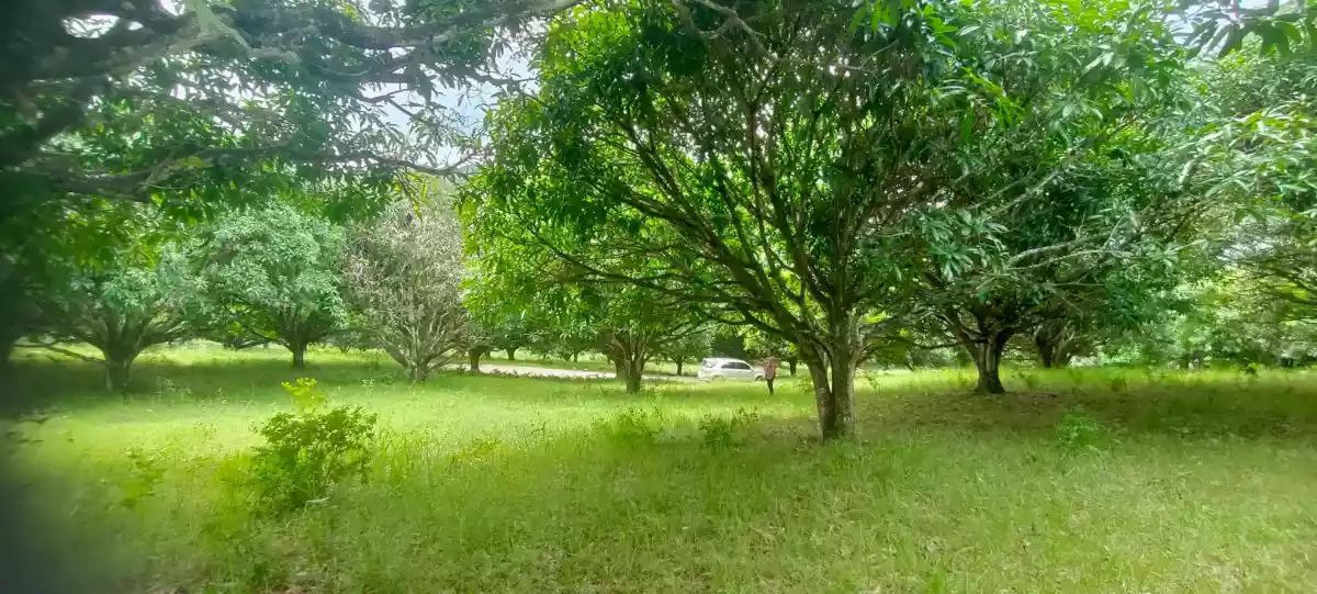 Open photo 14 of 21 — Mango Farm (Sacrifice Sale)