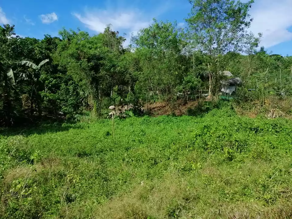 Affordable Lot in Tagbilaran City for Sale! — Residential Lot in Tagbilaran City, Bohol, Philippines — Photo 4
