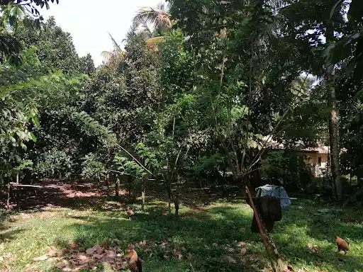 Farm Lot 1000sqm — Agricultural Lot in Negros Occidental, Philippines — Photo 5