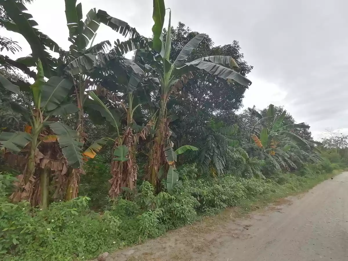 Katangawan Lot - photo 6