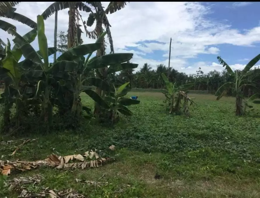 Lot For Sale!! — Agricultural Lot in Toledo City, Cebu, Philippines — Photo 7