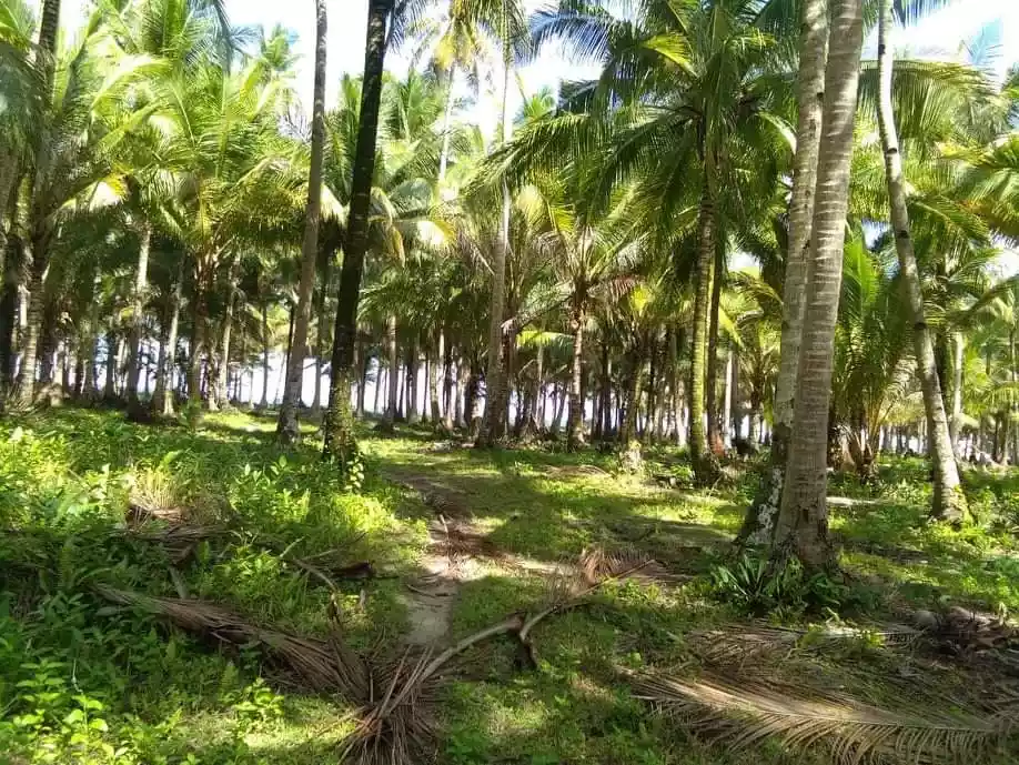 Beach Lot For Sale in Sta. Monica, Siargao Islands - photo 2