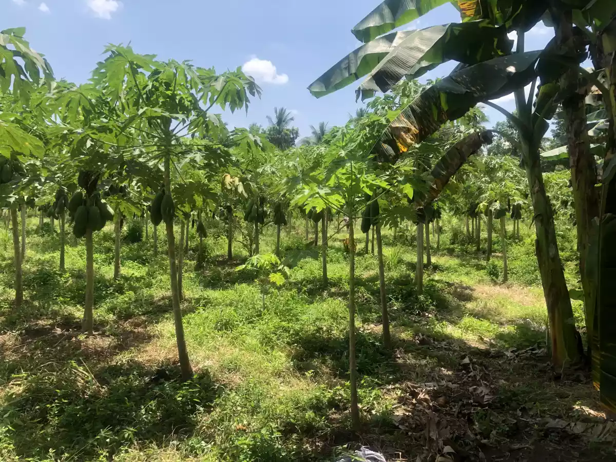 Tupi Cebuano — Agricultural Lot in Barangay Cebuano Road, Tupi, South Cotabato — Photo 4