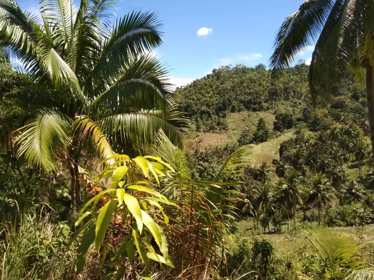 Balamban Property - photo 6