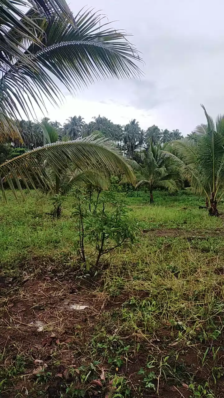 2.6 HECTARS FARMLAND. IDEAL FOR POSSIBLE SUBDIVISION. ALONG NATIONAL ROAD. PAGADIAN CITY - photo 4