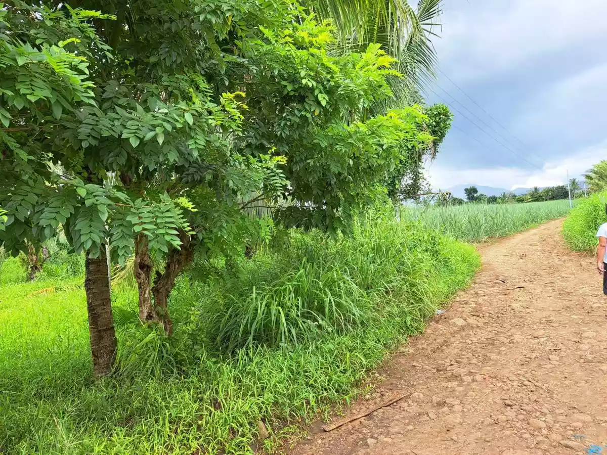 ORMOC CITY LOT FOR SALE — Agricultural Lot in Cabulihan, Ormoc City, Leyte — Photo 4
