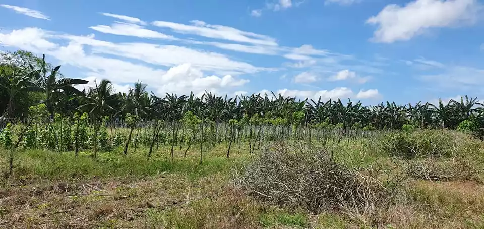 3,5 hectares lot in Pagsabangan, Tagum for sale — Agricultural Lot in Tagum, Davao del Norte, Philippines — Photo 5