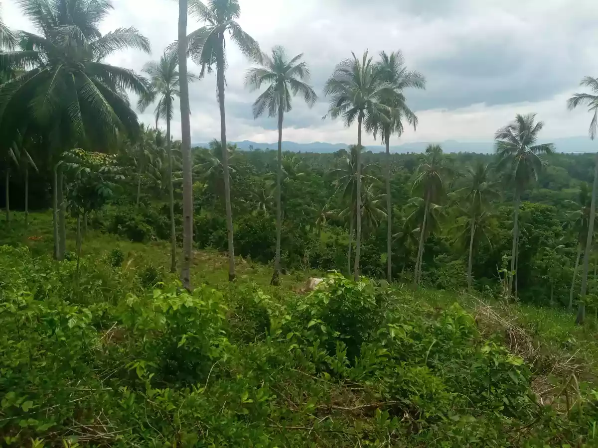 4.3 Hectares For Sale Amlan - photo 6