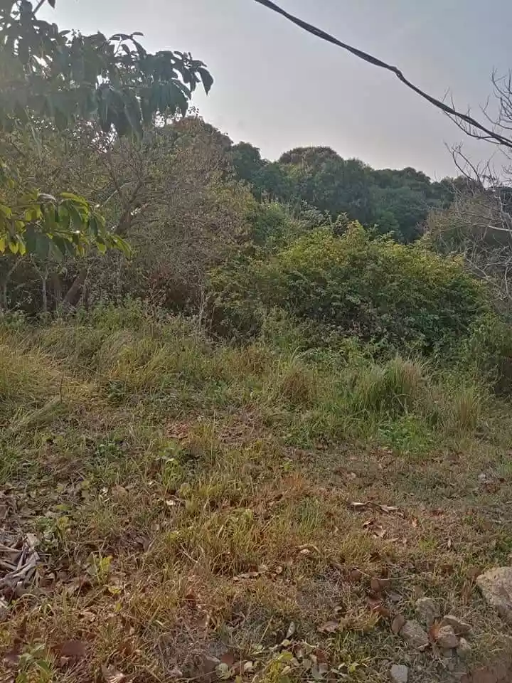 RUSH SALE LOW LOW PRICE FARM LAND WITH FRUIT BEARING TREES IN ROSARIO BATANGAS - photo 5