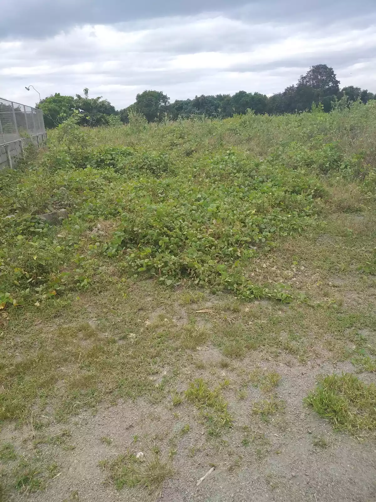 Lots for sale( 185 sq meters each) — Agricultural Lot in General Santos City, South Cotabato, Philippines — Photo 4