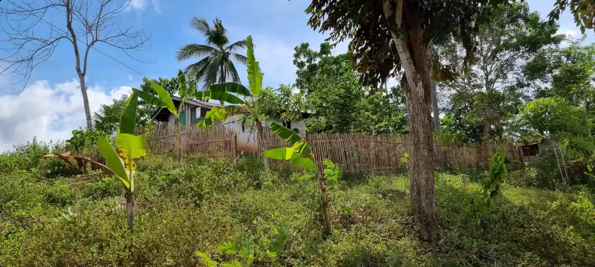 1.5 hectares farm lot for sale in Alubijid Misamis Oriental - photo 2